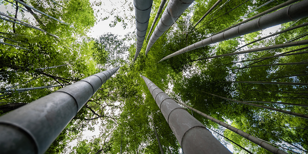 Bamboo Box as Sustainable Packaging